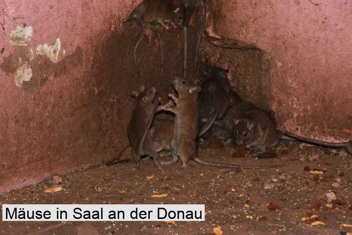 Mäuse in Saal an der Donau